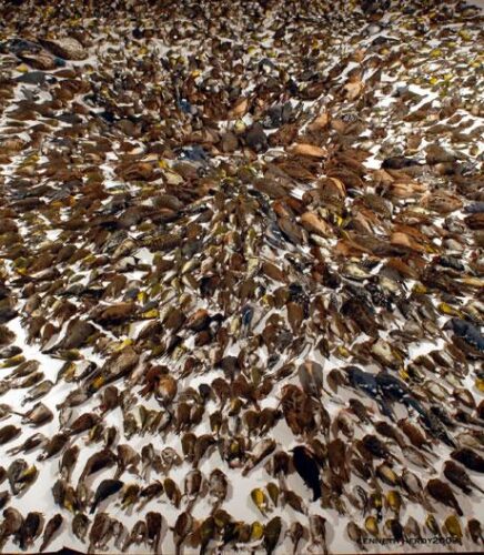 Wind Turbines and Bird Kills